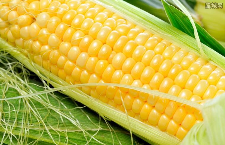 玉米最新行情 玉米有哪些功效与作用