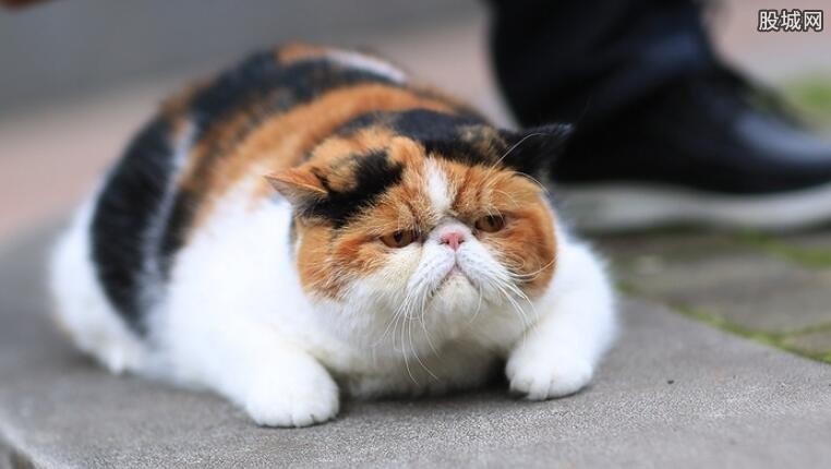 加菲猫多少钱一只加菲猫洗澡有哪些注意事项