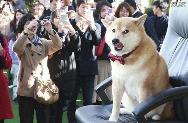 日本网红柴犬见面会