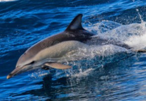 1500元买海豚放生 销售国家级保护动物将被罚