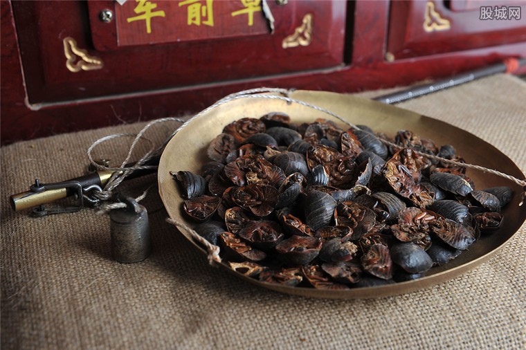 土鳖虫多少钱一斤养殖这种昆虫前景怎么样