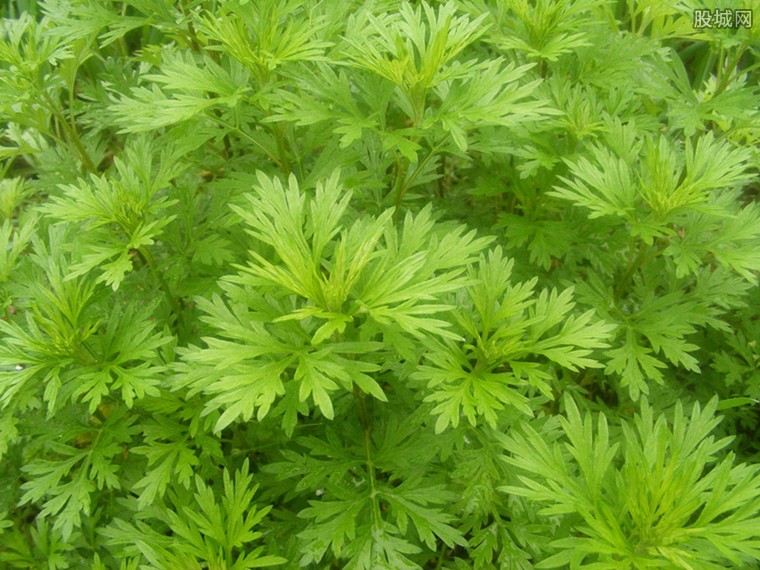 艾草多少钱一斤 艾草有哪些作用功效呢
