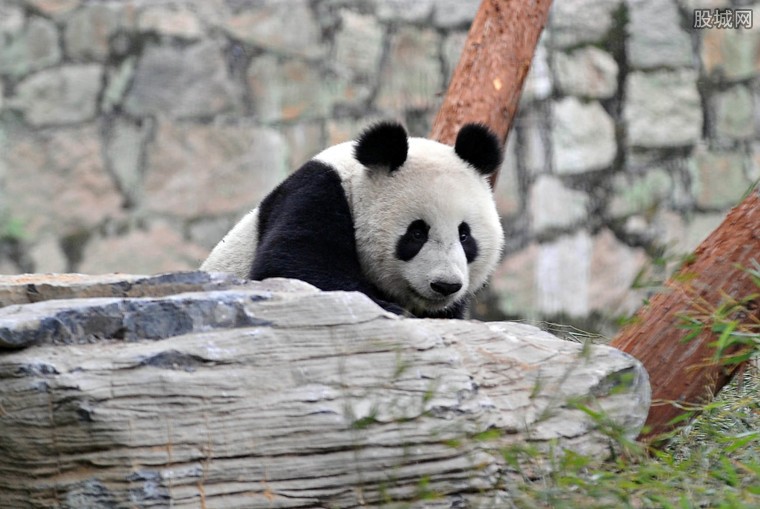 北京动物园大熊猫馆闭馆 北京动物园门票多少