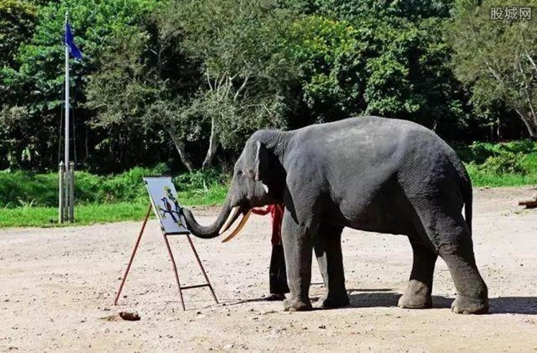 泰国旅游看大象要注意什么