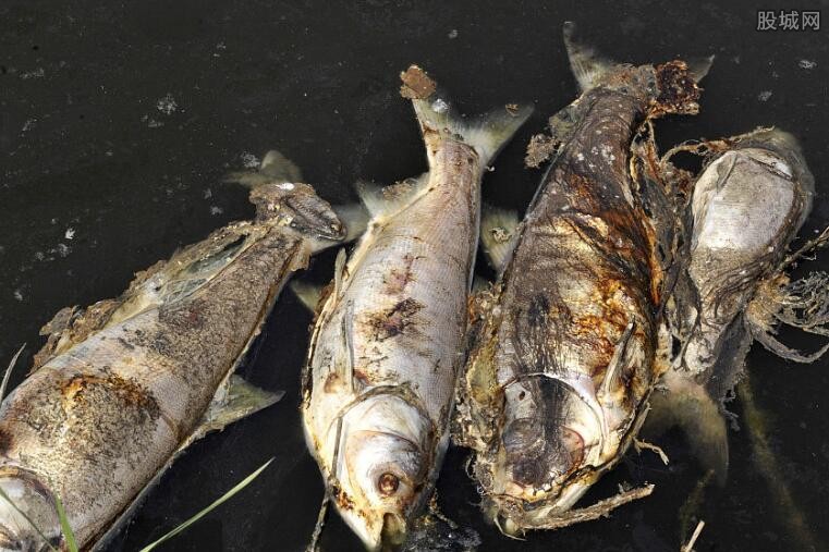 鱼塘鱼大量死亡 2万条鱼相继死亡损失达数万元