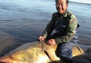 渔民捕千斤大鳇鱼 鳇鱼售价可达20万人民币