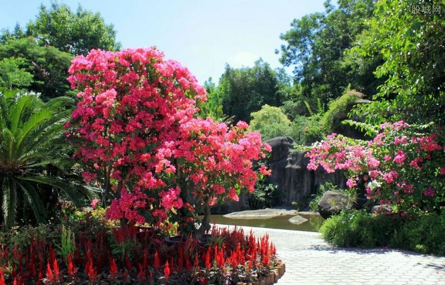 植物園門票多少錢 一分鐘親近大自然!