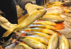 6万斤黄花鱼值百万 2两至3两黄花鱼售价55元一斤