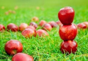 苹果多少钱一斤 6月全国苹果最新售价