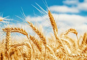 9月以后小麦价格涨吗？产量的双降并不影响价格々上涨