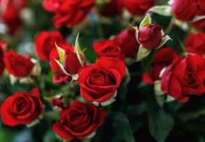 七夕玫瑰花多少钱一⊙朵 情人节鲜花一般什么价？