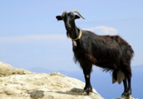黑山羊多少钱一斤 2020年最新市场价格