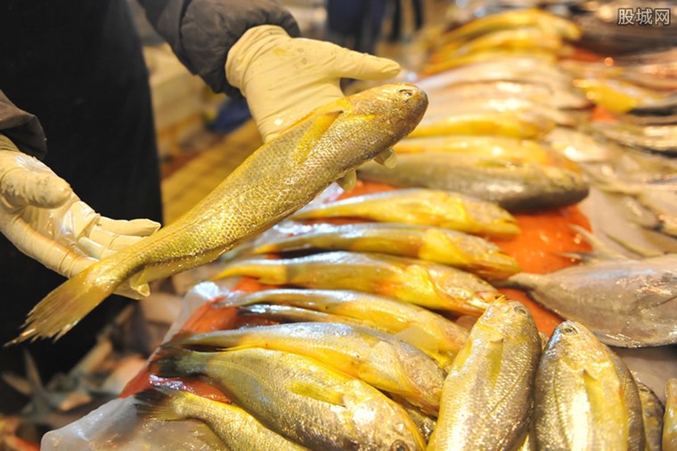 野生大黄鱼多少钱一斤 揭价格高的原因