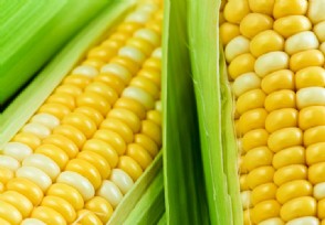 东北玉米收购价是多少 近期上涨还是下跌？
