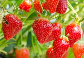 青岛多彩草莓走红 每天出货量约三千盒价格贵不贵？