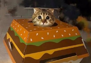 麥當勞貓窩多少錢 能不能單獨購買？