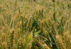 小麦多少钱一斤 今日新小麦价格行情