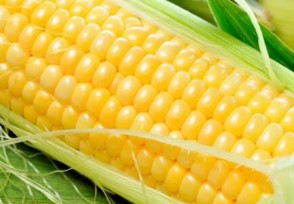 玉米现在多少钱一斤 下半年价格趋势如何